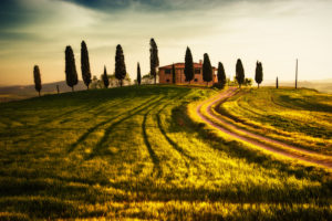 Italy, Toskaa, field in sunlight, cypress Italy, Toskaa, field in sunlight, cypress